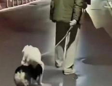 竞猜世界杯 -安徽男子和家里狗玩耍回家，狗一个跨步跳过门槛进院子，男子紧跟着大跳却撞上门框弯下腰，女儿听声赶来关心场面既心疼又好笑