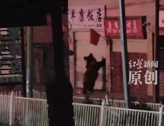 竞猜世界杯 -一饭店春节遭兩(liǎng)只黑熊夜闯：扯坏铁丝围挡，推起卷帘门进屋