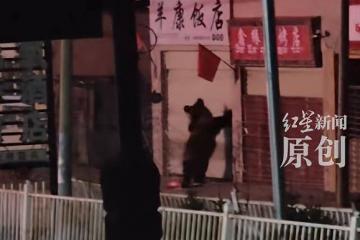 竞猜世界杯 -一饭店春节遭兩(liǎng)只黑熊夜闯：扯坏铁丝围挡，推起卷帘门进屋