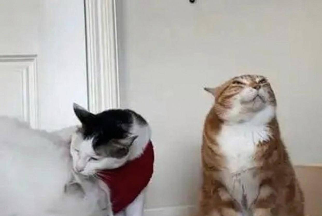 竞猜世界杯 -安徽男子和家里狗玩耍回家，狗一个跨步跳过门槛进院子，男子紧跟着大跳却撞上门框弯下腰，女儿听声赶来关心场面既心疼又好笑