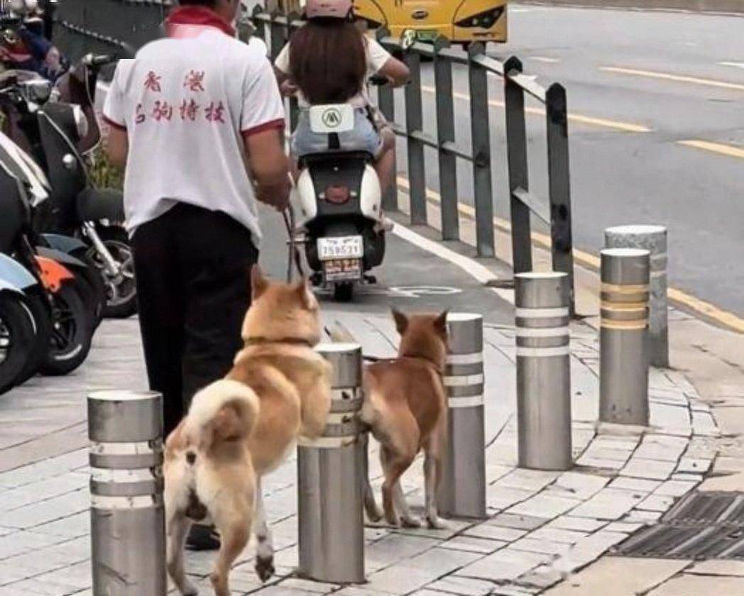 竞猜世界杯 -安徽男子和家里狗玩耍回家，狗一个跨步跳过门槛进院子，男子紧跟着大跳却撞上门框弯下腰，女儿听声赶来关心场面既心疼又好笑